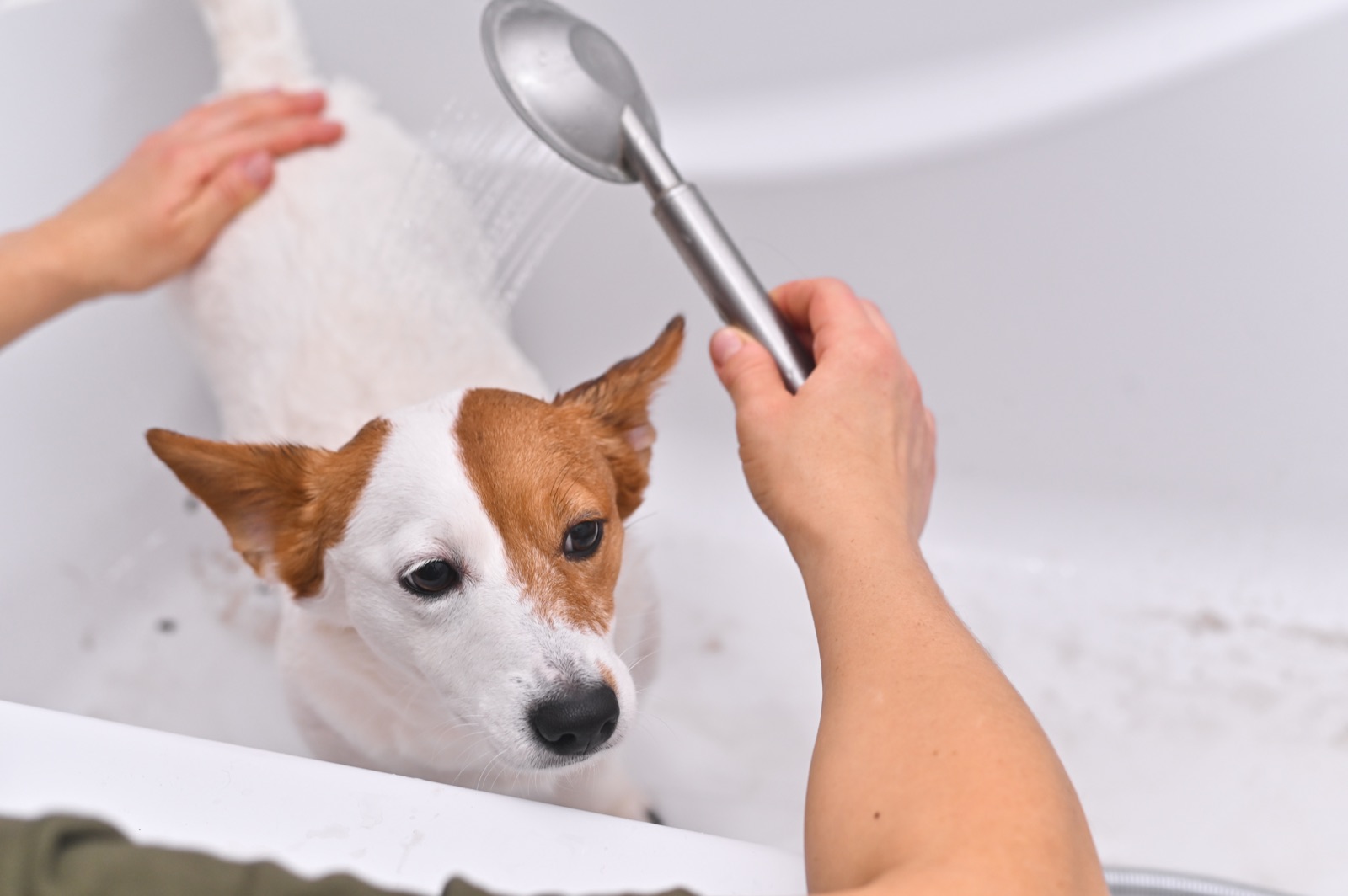 A small dog getting a gentle bath