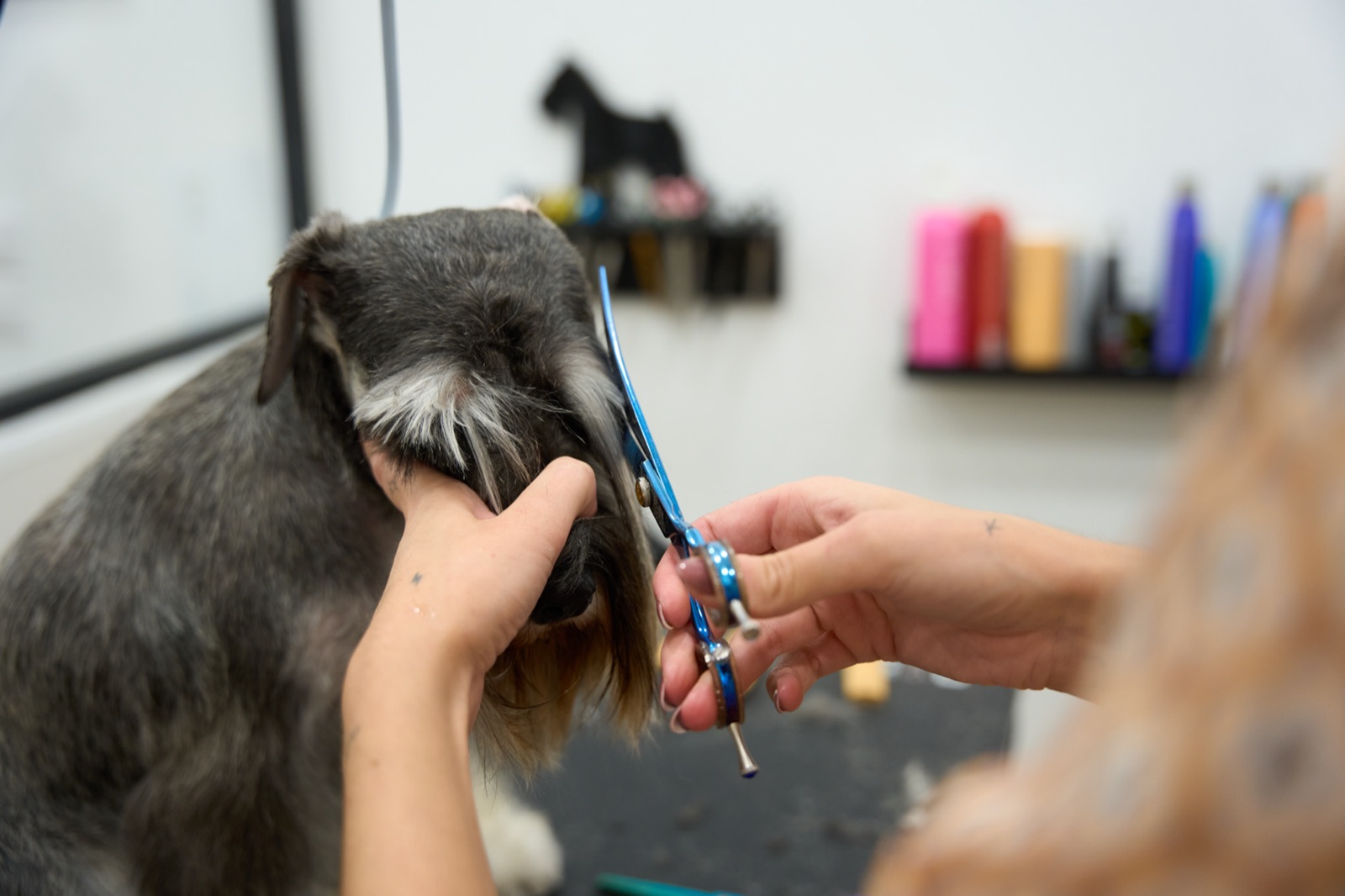 A groomer hand-trimming a schnauzer's face with scissors